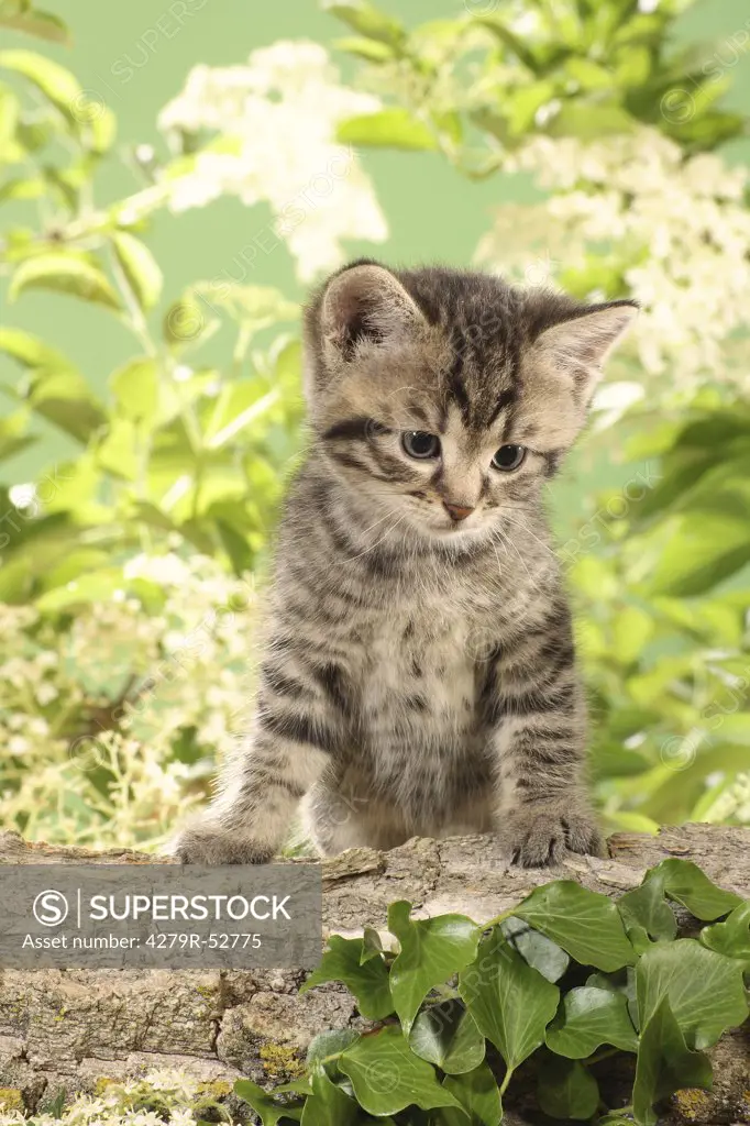kitten sitting on branch