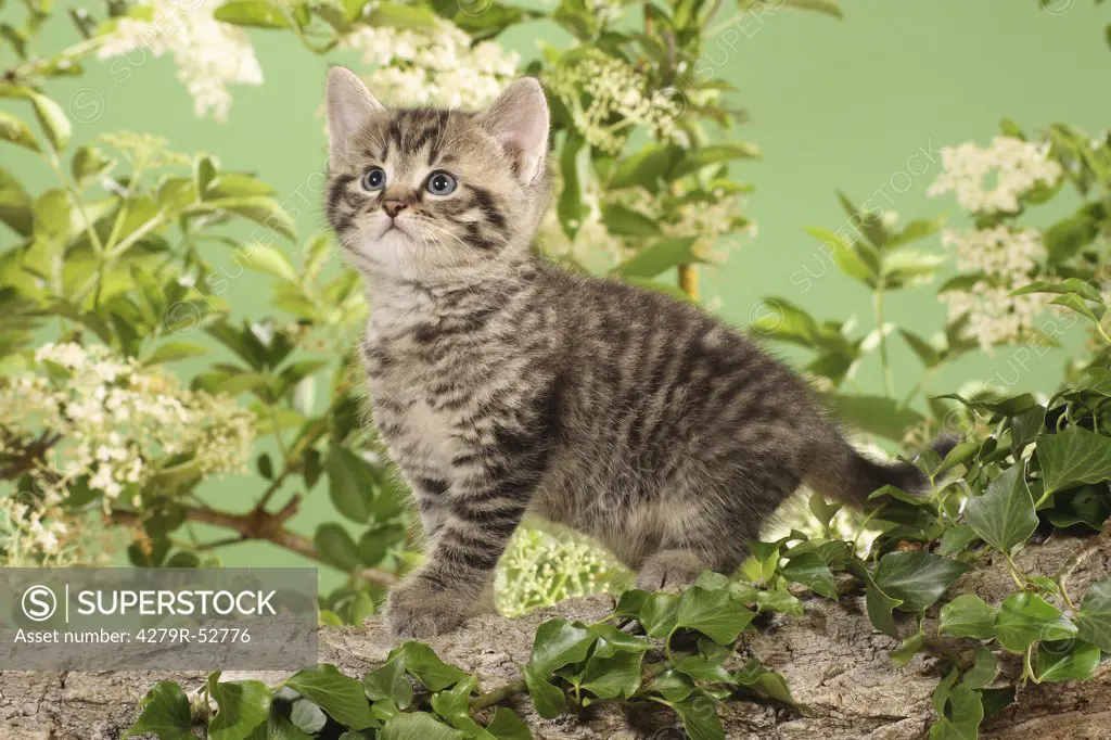kitten standing on branch