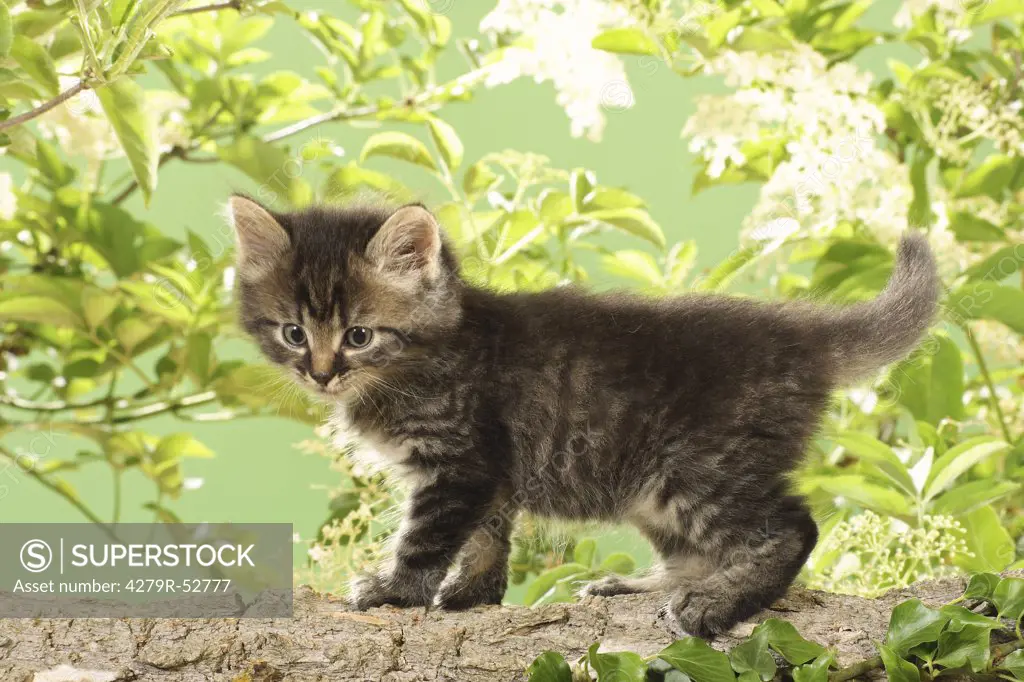 kitten standing on branch
