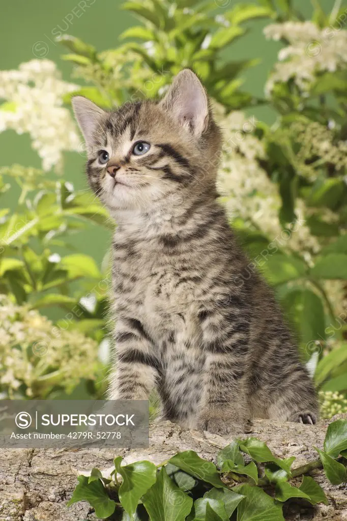 kitten sitting on branch