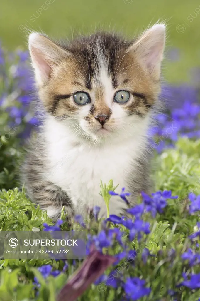 kitten standing in between flowers