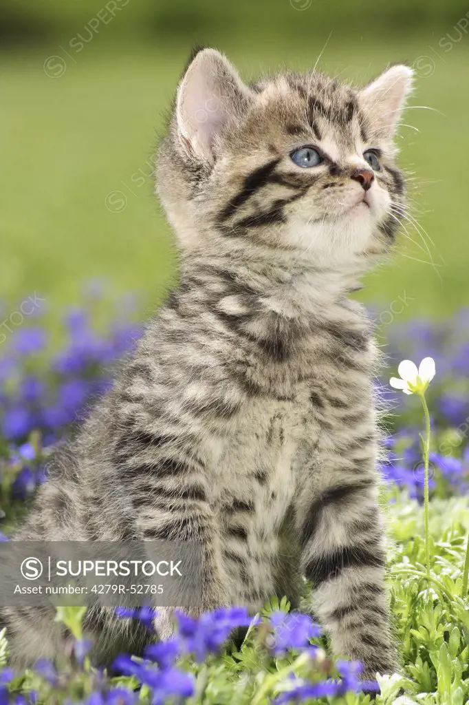 kitten sitting in between flowers