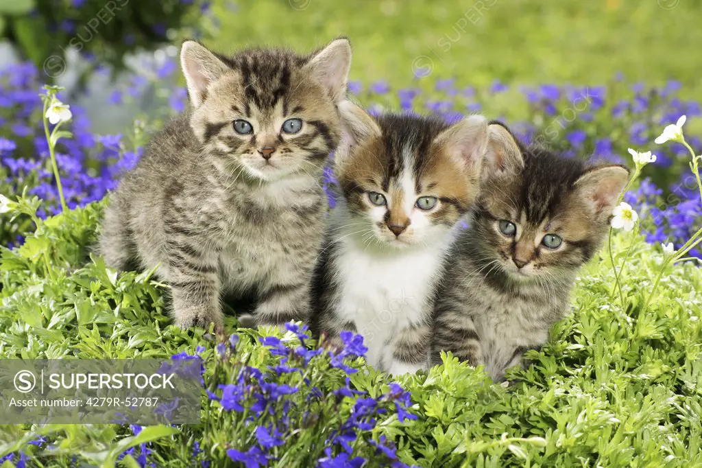 three kittens sitting in between flowers