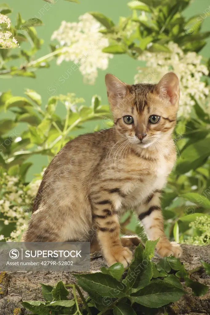 Bengal kitten sitting on branch