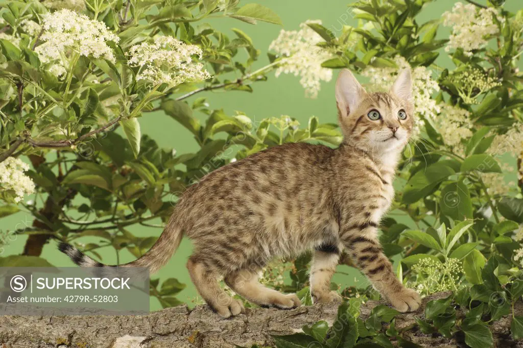 Bengal kitten on branch