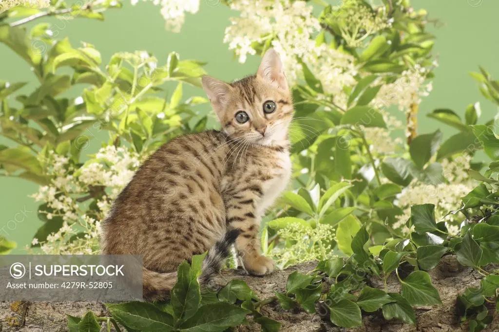 Bengal kitten sitting on branch
