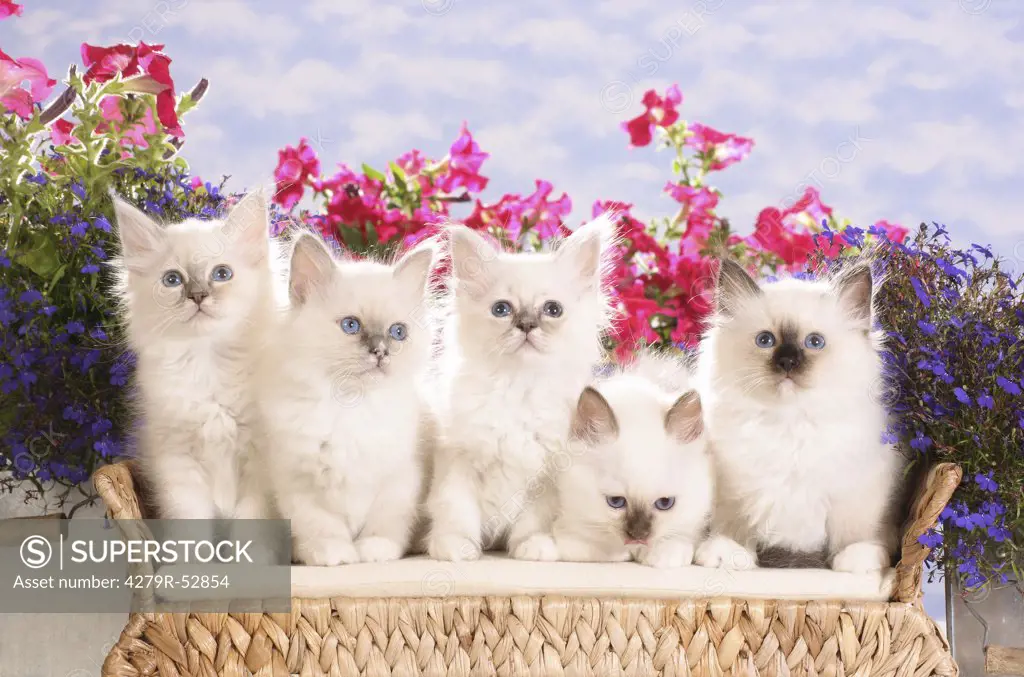 five Sacred cats of Burma - kittens - on sofa