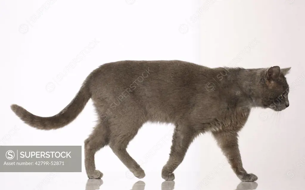 cat - walking - cut out