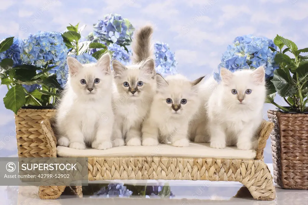 Sacred cat of Burma - four kittens in front of flowres