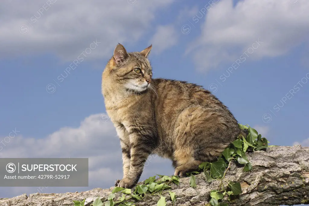 cat on branch