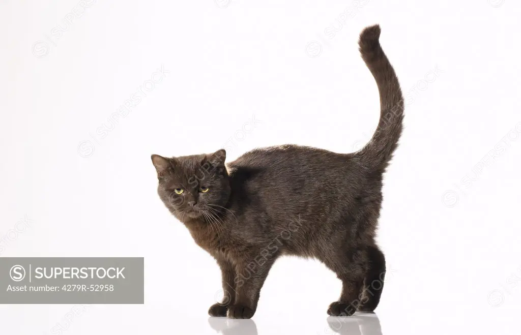 cat - standing - cut out