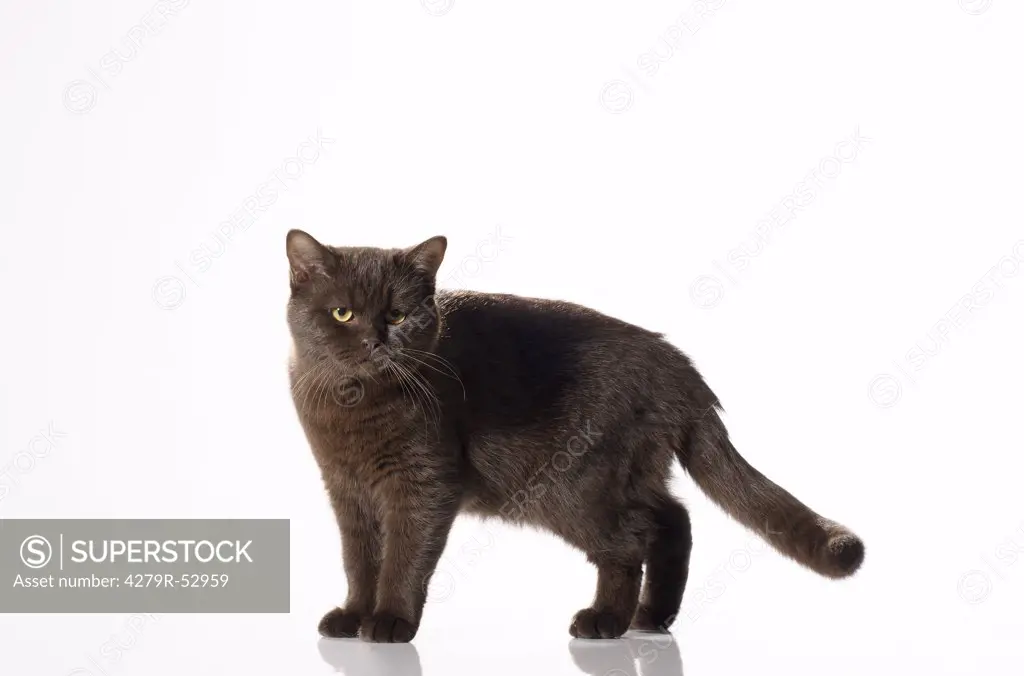 cat - standing - cut out