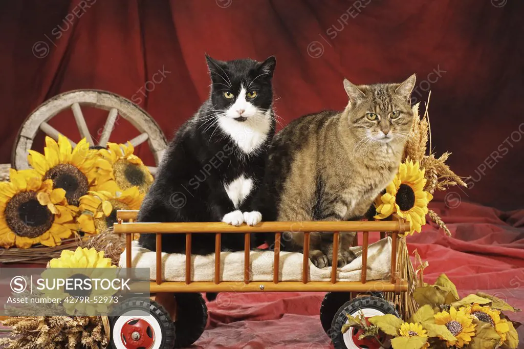 two cats sitting in hay cart