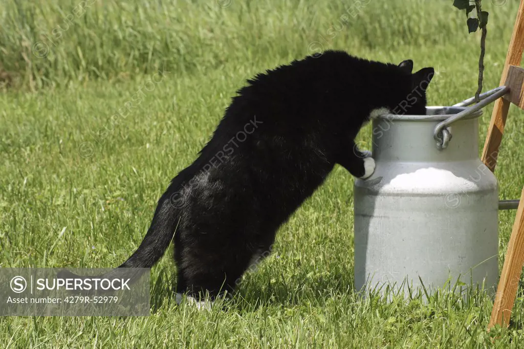cat drinking out of milk can