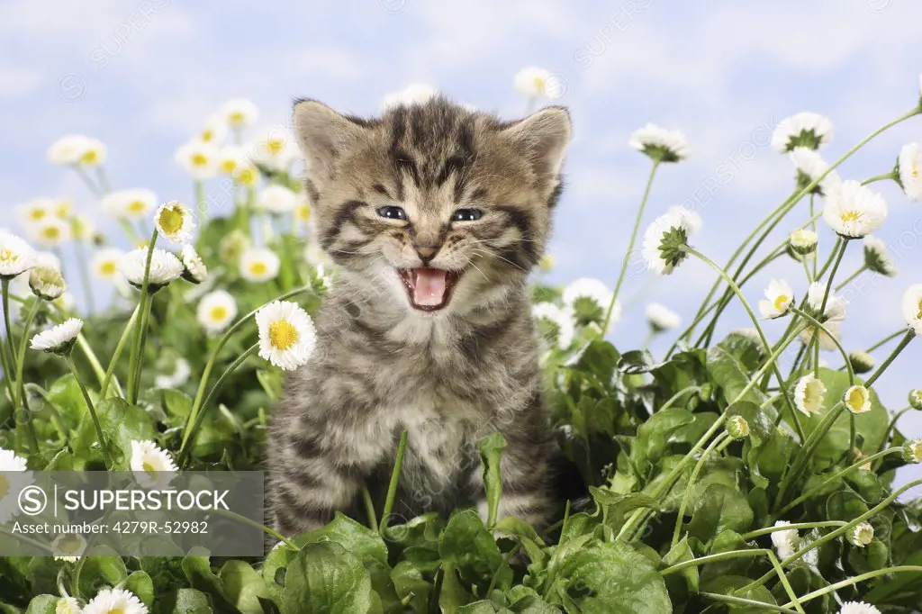 kitten sitting between flowers