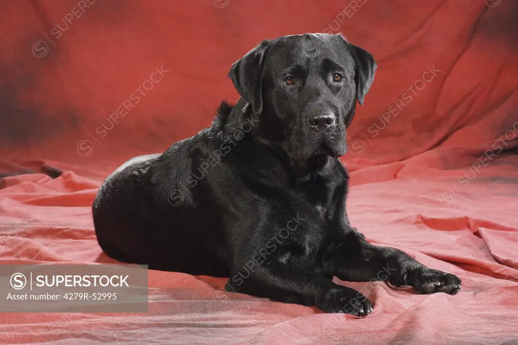 Labrador Retriever - lying