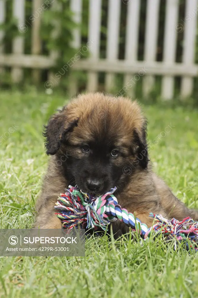 Leonberger puppy playing with a rope