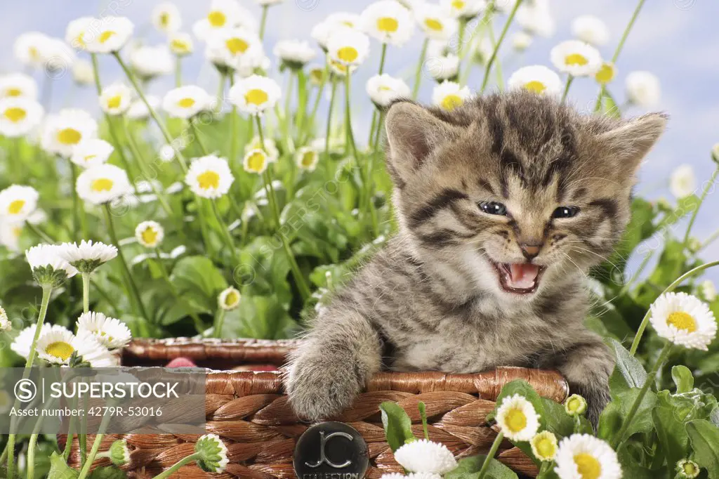 kitten in basket between flowers