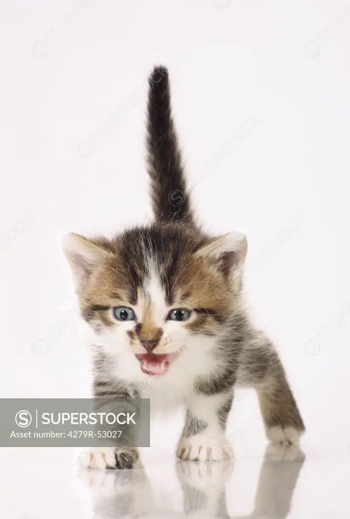 kitten - standing - cut out