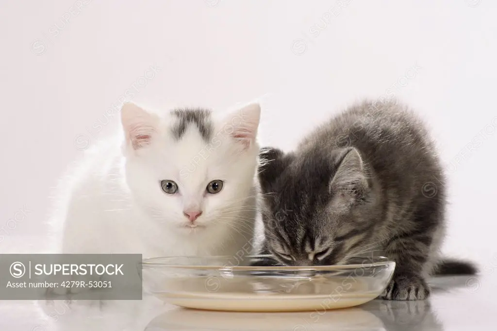 two kittens in front of cup