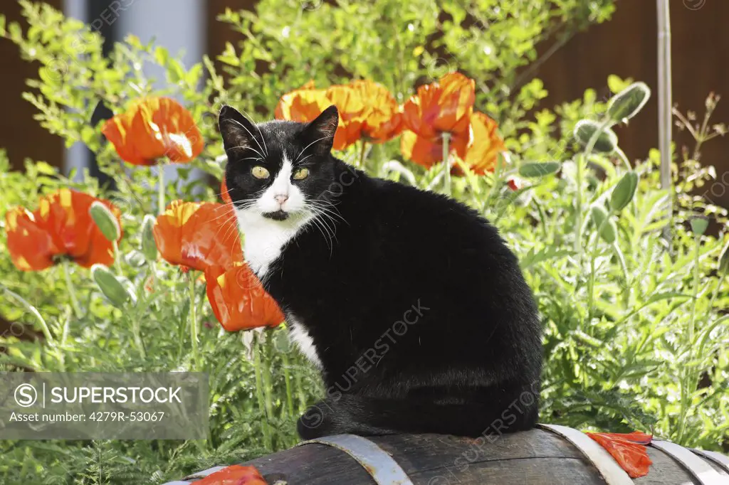 cat sitting in front of flowers