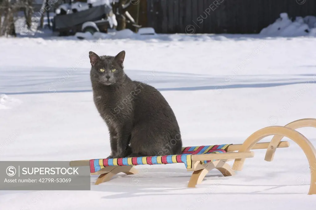 Carthusian cat sitting on sledge in snow