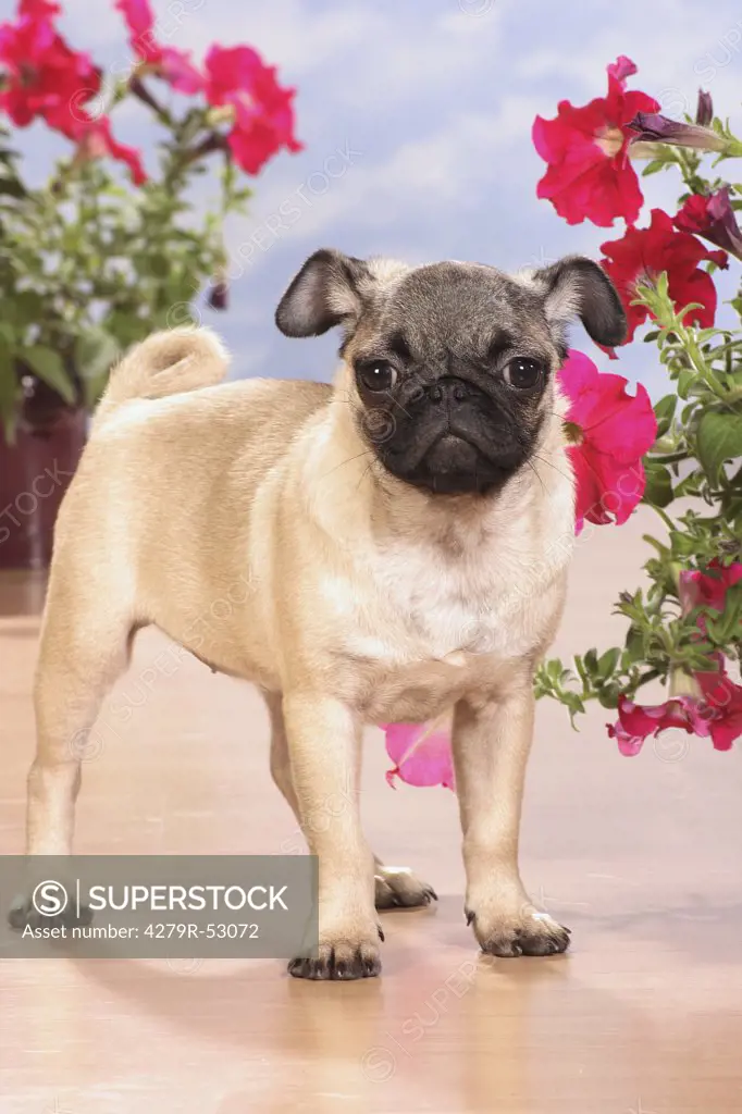 pug puppy - standing next to flowers