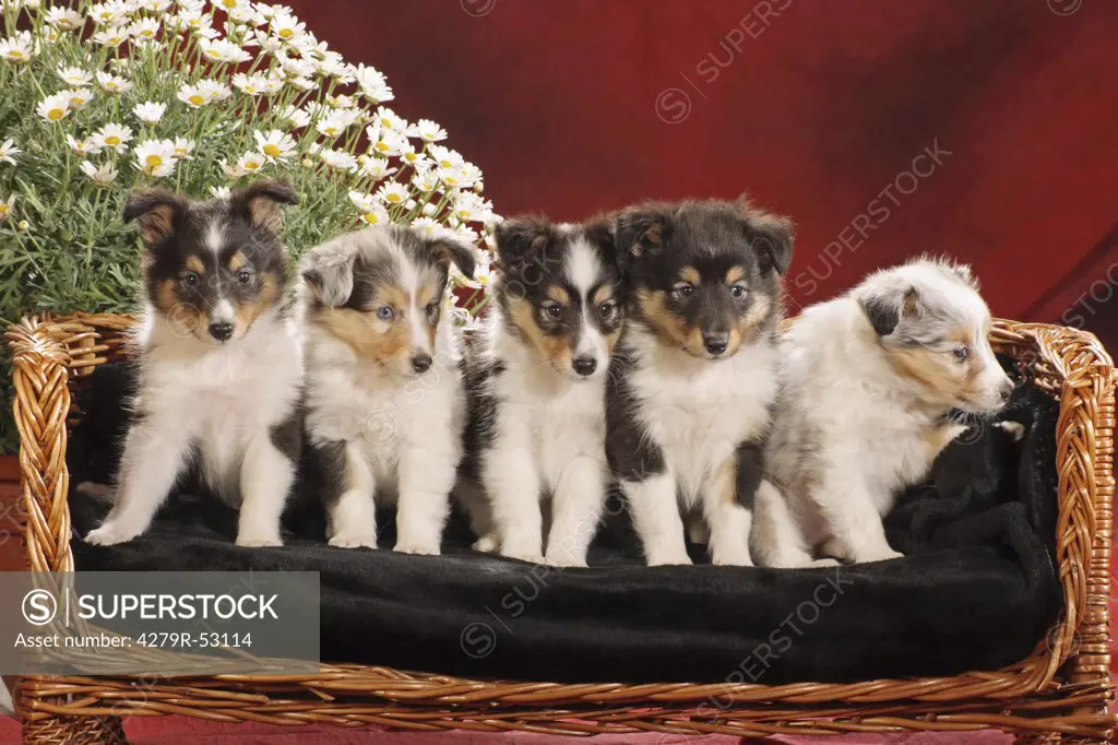 five Sheltie puppies on bench