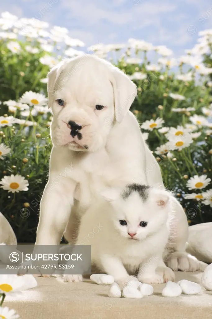 animal friendship , boxer puppy and kitten