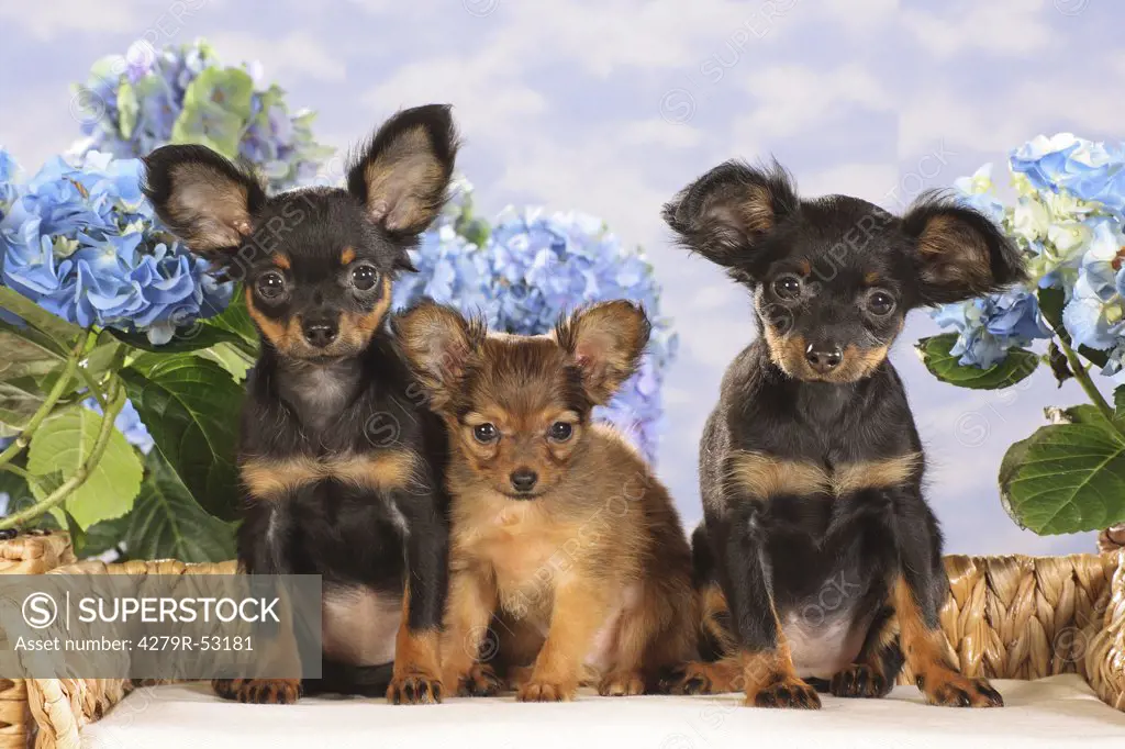 Toy Terrier - three puppies on dog sofa