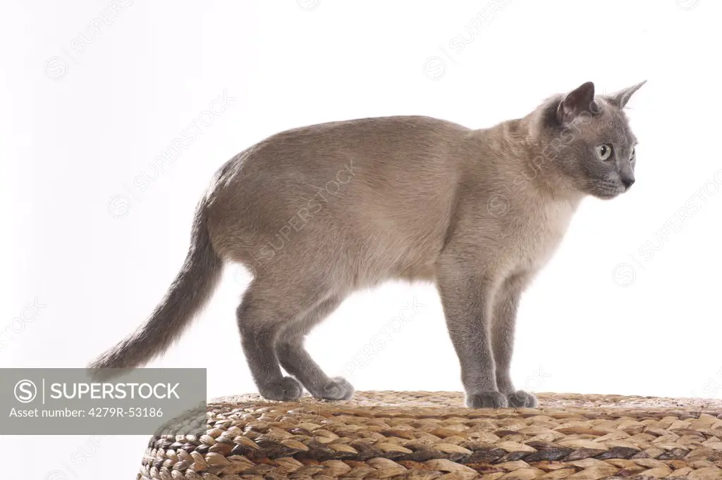 Tonkanese cat - standing
