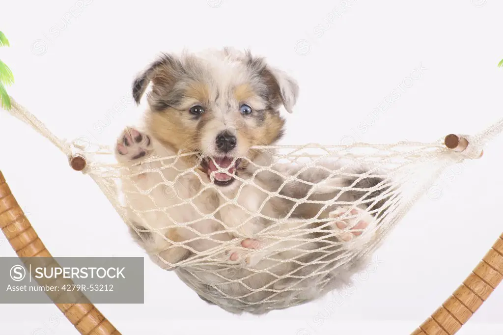 Sheltie puppy - lying in hammock