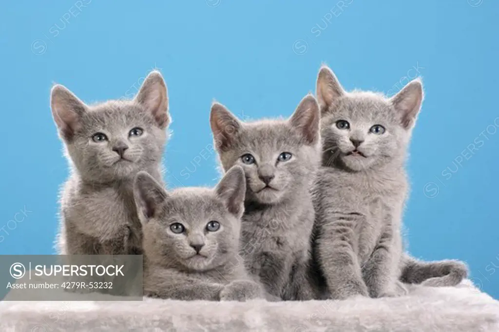 Russian Blue - four kittens