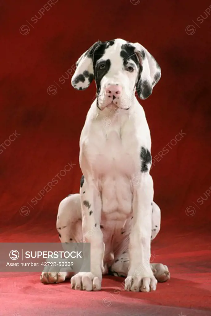 young Great Dane - sitting