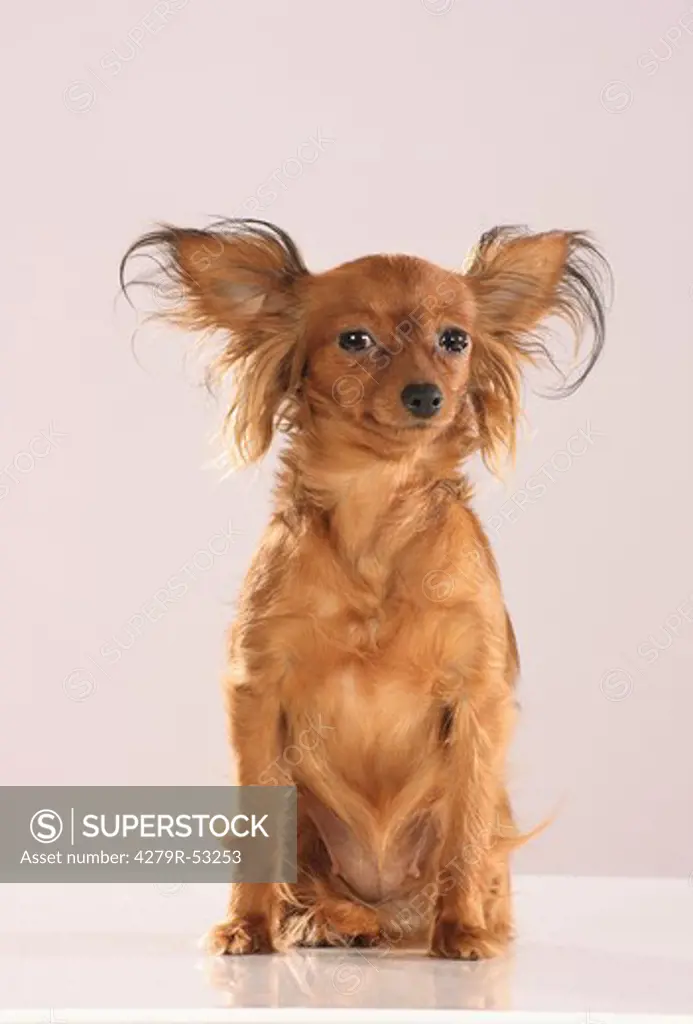 Russian Toy Terrier - sitting - cut out