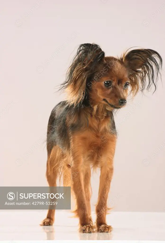 Russian Toy Terrier - standing - Freisteller
