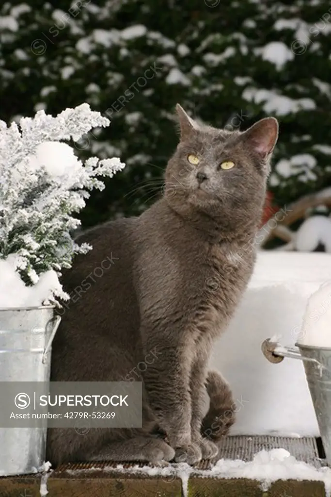 grey domestic cat - sitting - winter