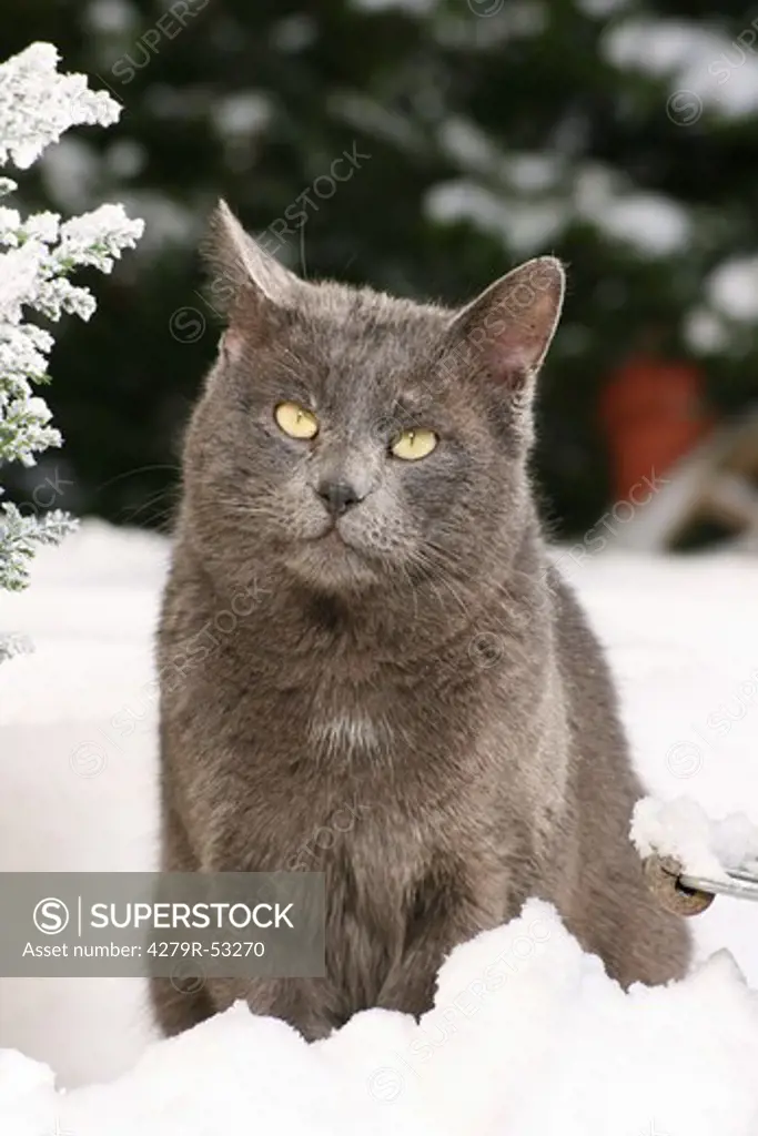 grey domestic cat - sitting in snow