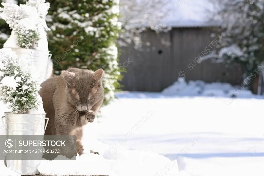 grey domestic cat - sitting in snow - licking paw