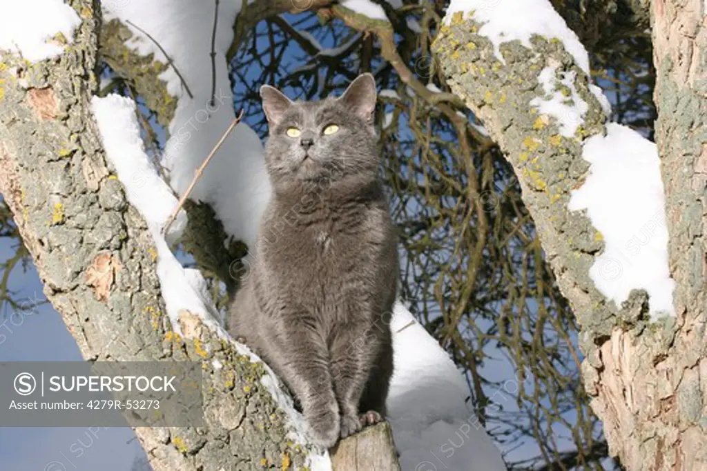 grey domestic cat on tree