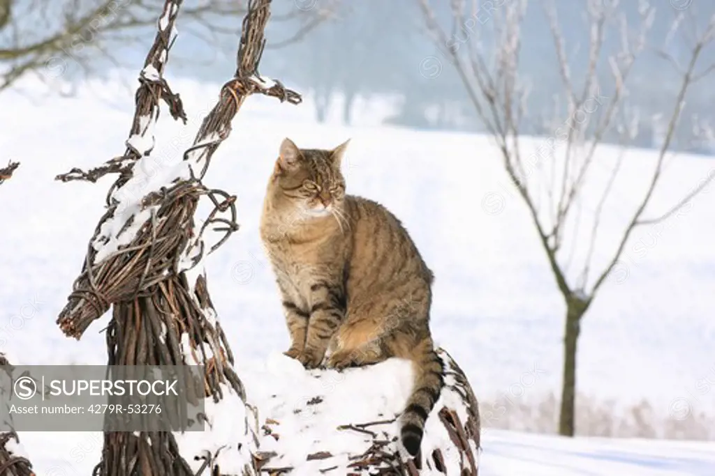 tabby domestic cat - sitting in snow