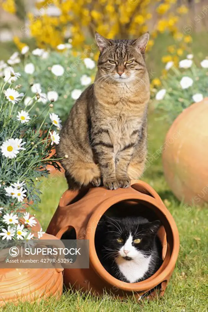 two domestic cats next to flowers