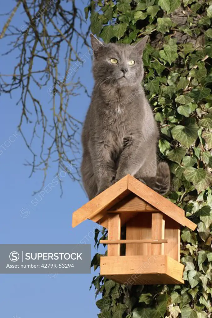 grey domestic cat on birdhouse
