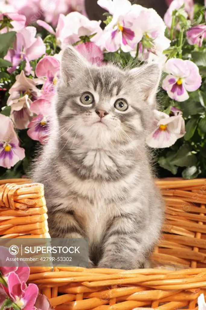 kitten - sitting in basket