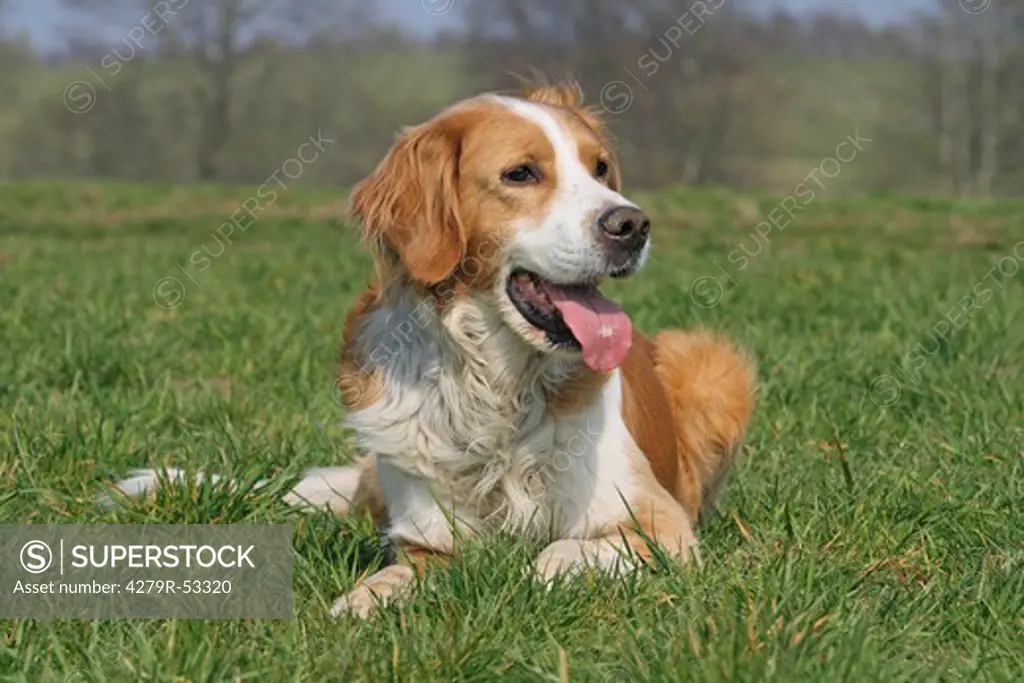 half breed dog (St. Bernard Dog - Labrador) - lying on meadow