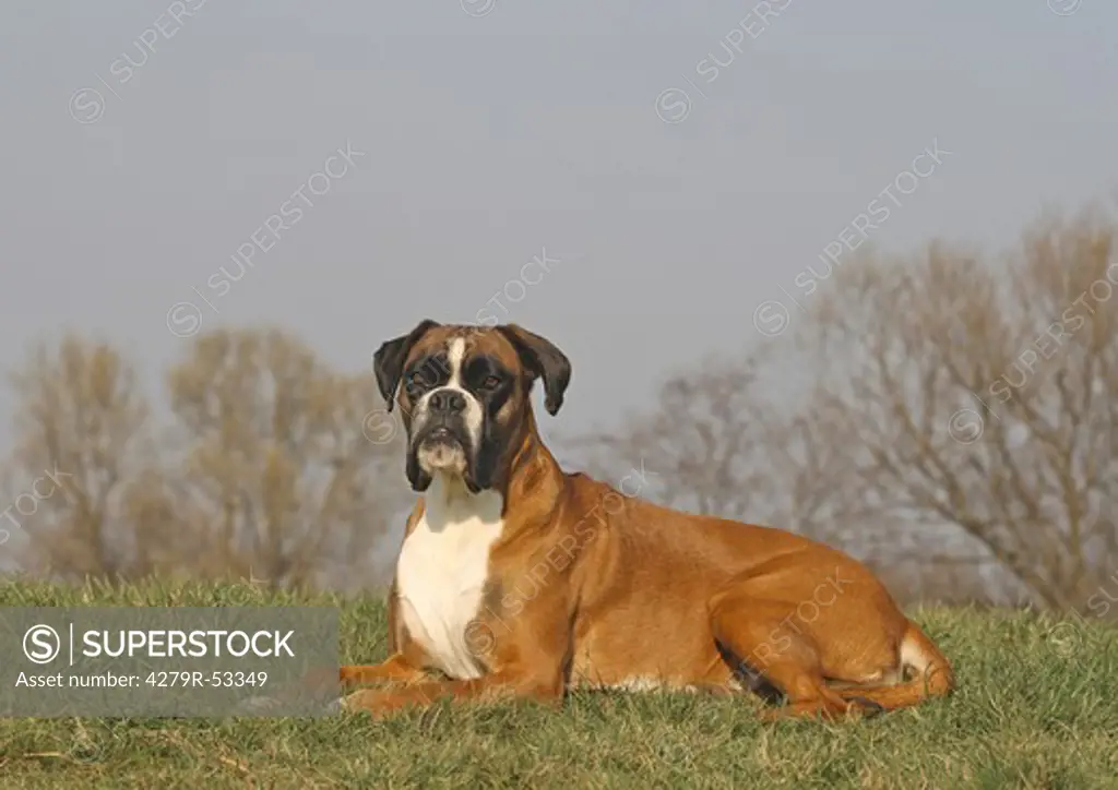 Boxer lying on meadow