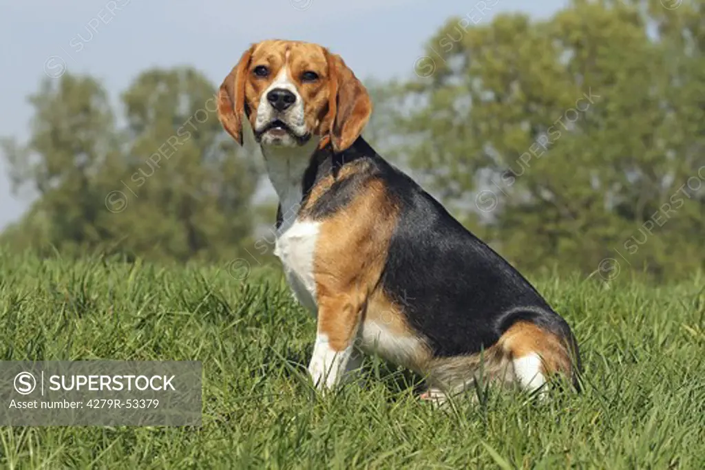 Beagle sitting on meadow
