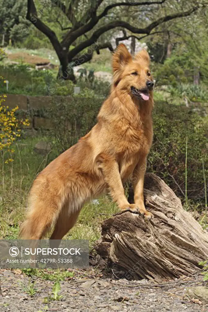 Harz Fox - standing