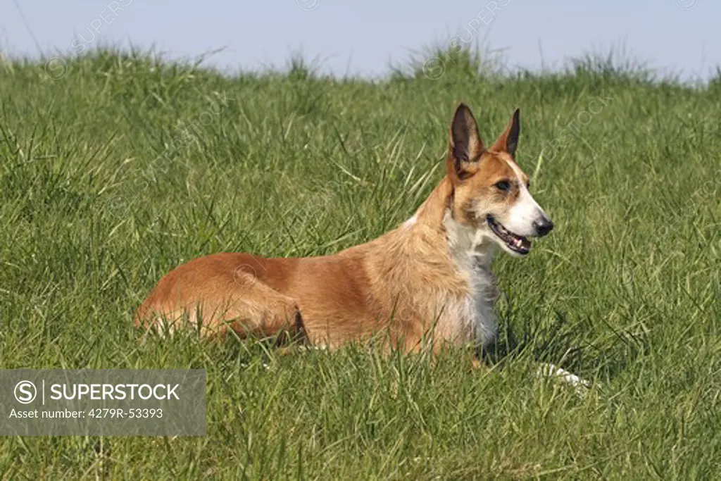 Podenco Ibicenco (wire-haired) - lying in the meadow