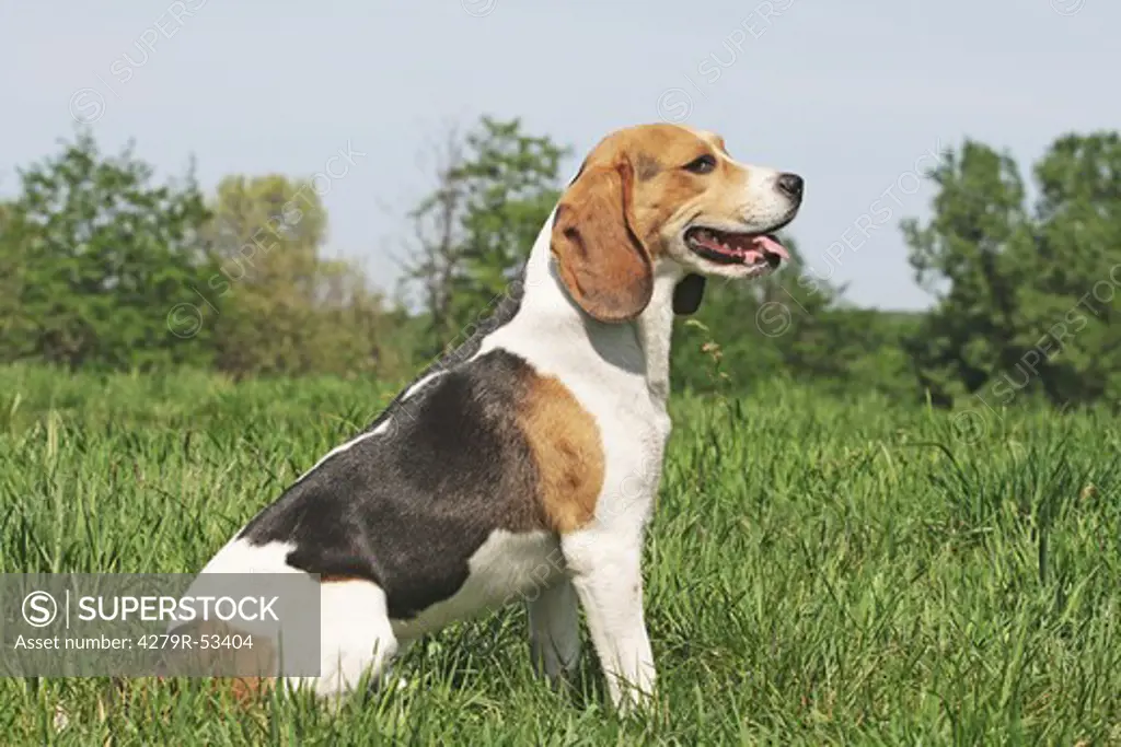 Beagle - sitting on meadow